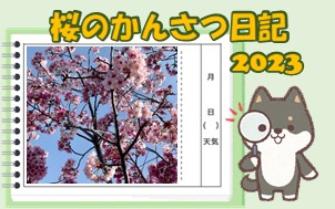 桜のかんさつ日記2023